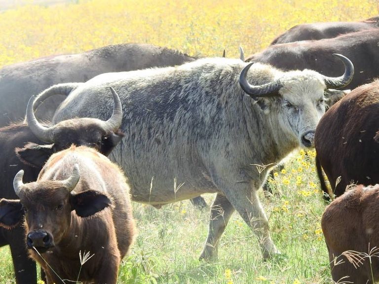 A White Buffalo Finally Appears Inside Ngorongoro Crater