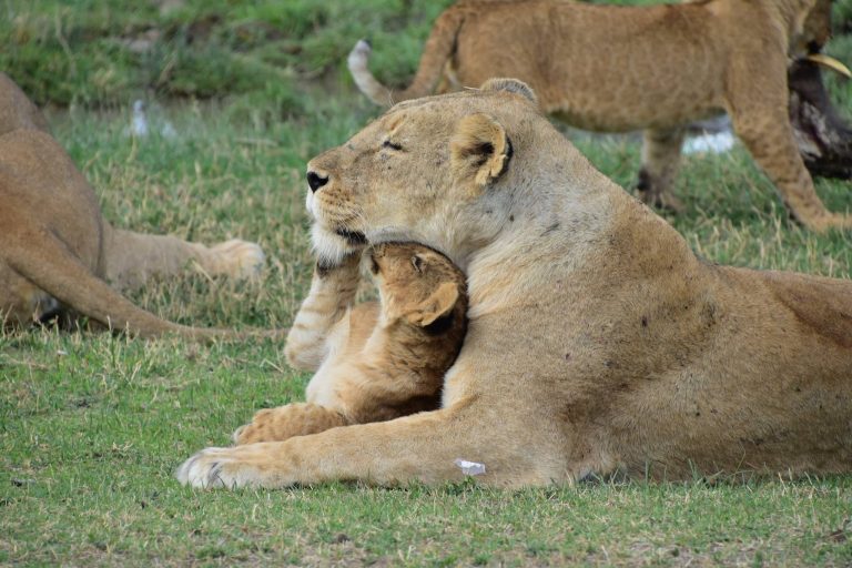 A day in Ngorongoro – Unforgettable Experiences