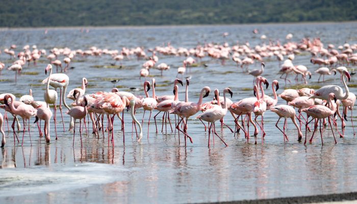 Flamingoes Ndutu